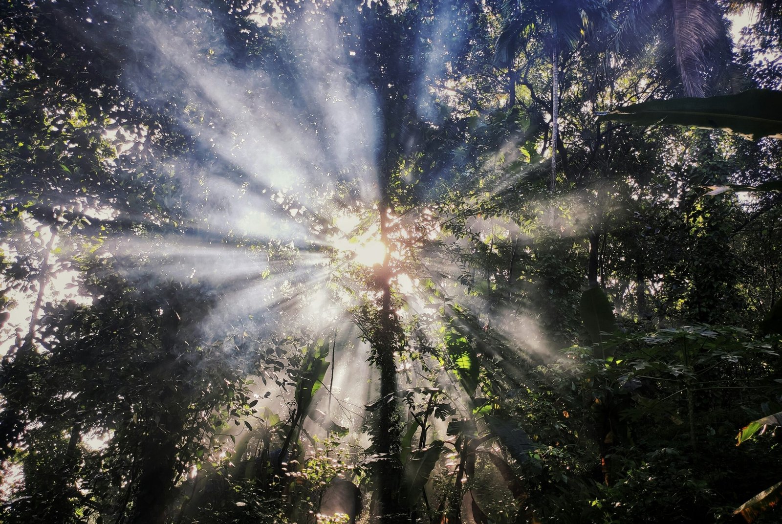 low angle photo of trees